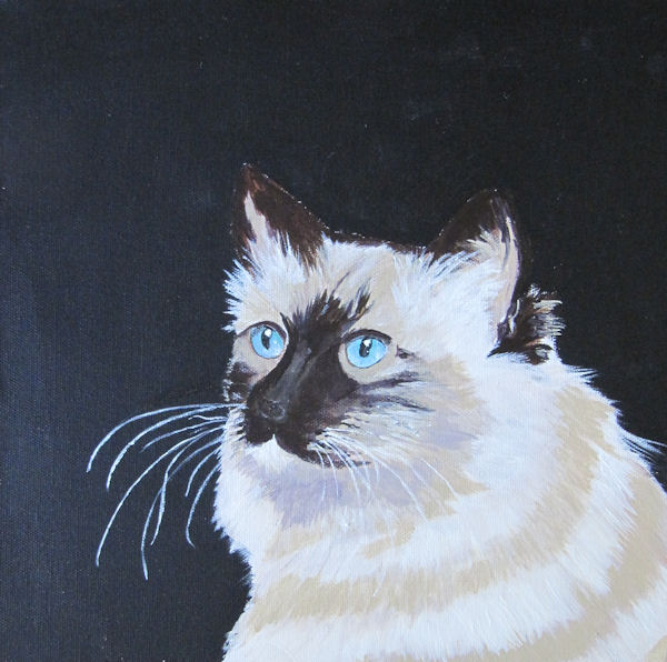 Siamese Cat